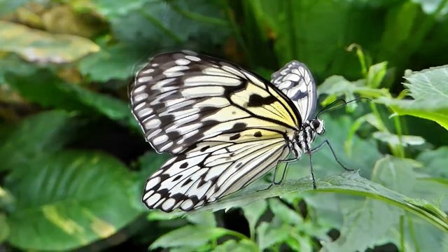 Beautiful_Rainforest_Butterflies.mp4_snapshot_02.56_[2018.03.13_06.58.31].jpg